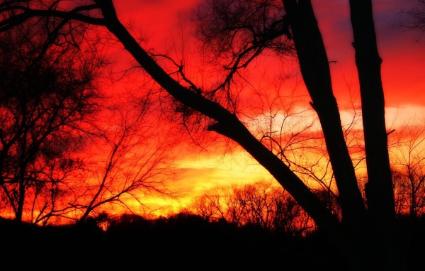 Деревья на фоне огня