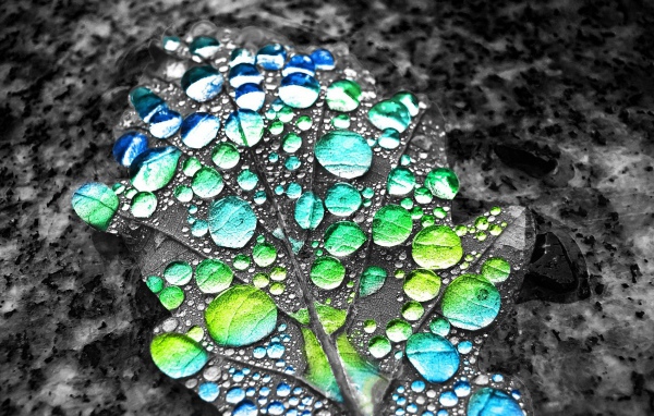 Капли воды показывают цвет листа