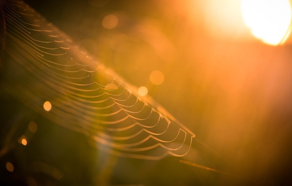 Паутина в лучах закатного солнца