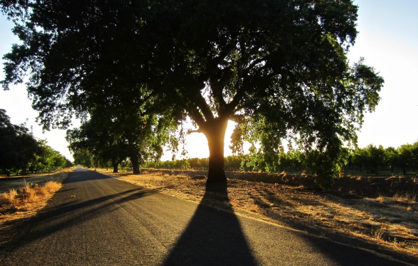 Широкая крона у придорожного дерева