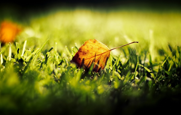 Желтый лист на зеленой траве