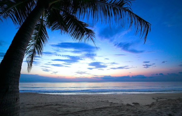 Пальма на пляже на Карибах