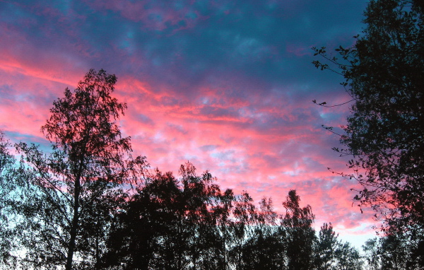 Розовые облака над деревьями