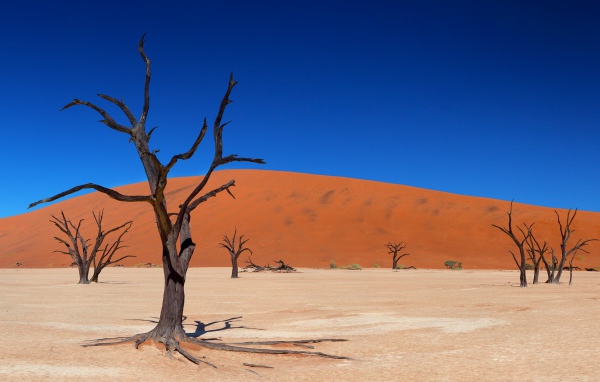 Dead trees in the desert