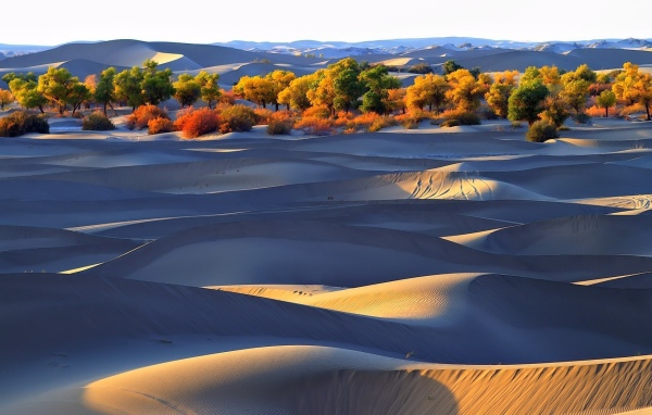 Деревья оазиса среди песков