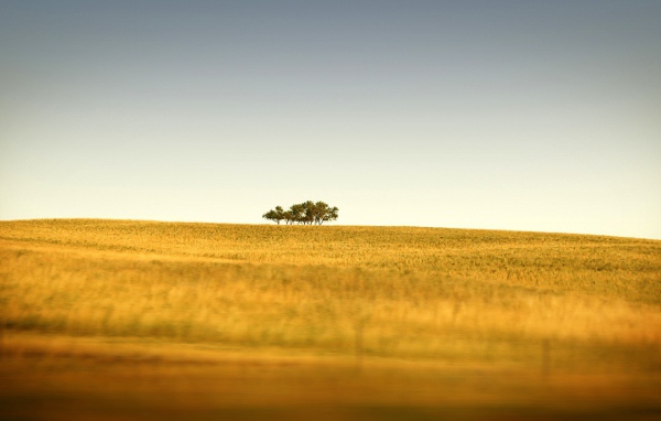 Несколько зеленых деревьев на краю желтого поля