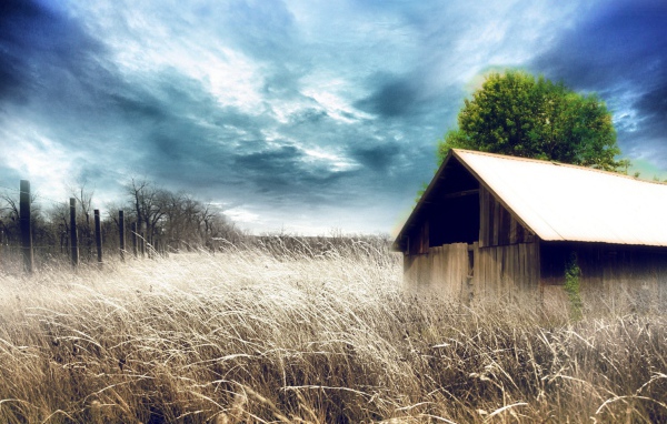 Сарай среди сухих зарослей