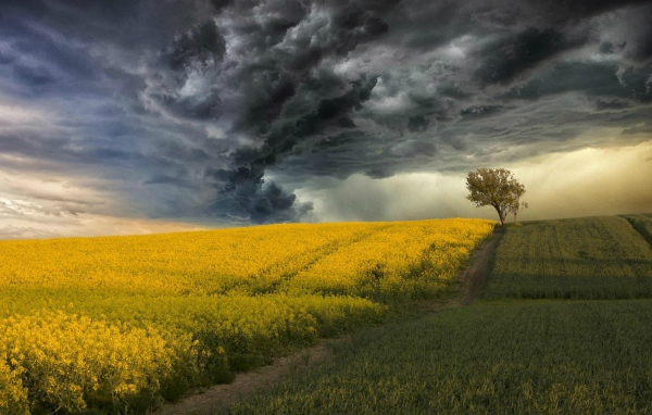 Цветущее поле на фоне грозы