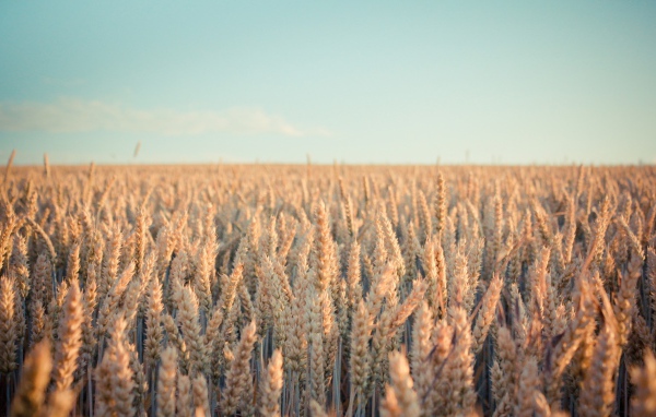 Бескрайнее поле созревшей пшеницы
