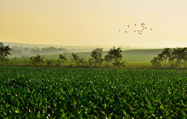 Поле молодых ростков чая