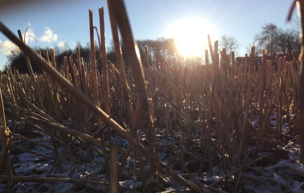 Первый снег на убранном поле