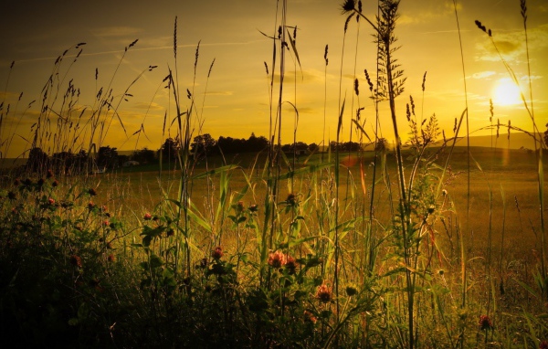 Полевая трава на фоне заката