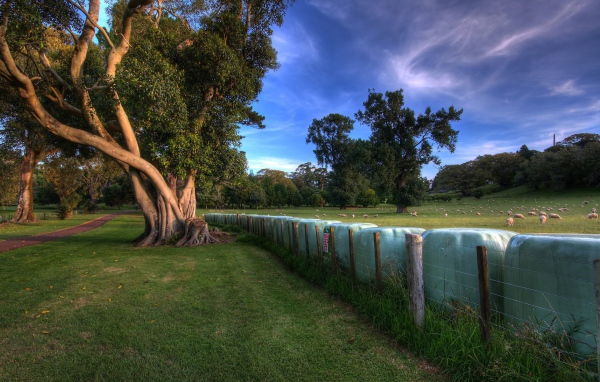 Пастбище овец в Новой Зеландии