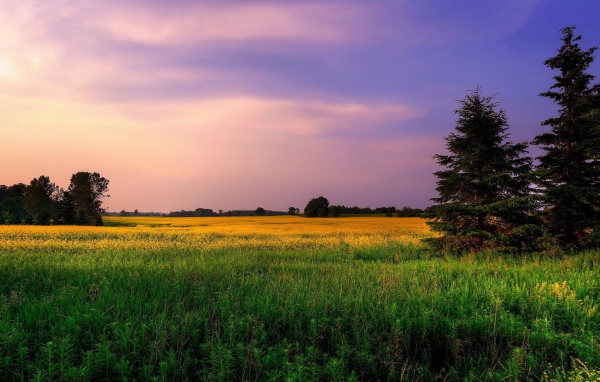 Сиреневое небо над желтым полем