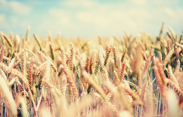 Созревающие злаковые культуры