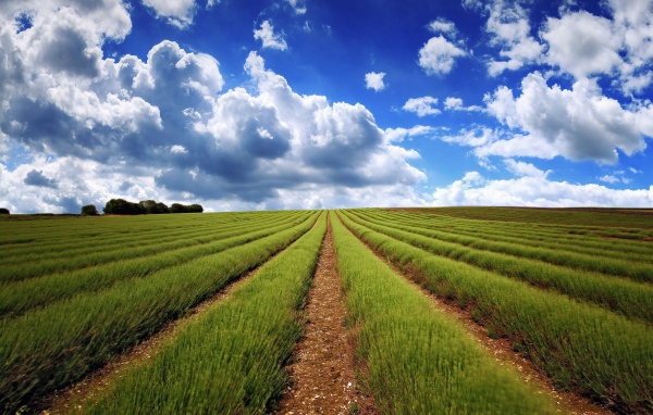 Аккуратные ряды молодой лаванды