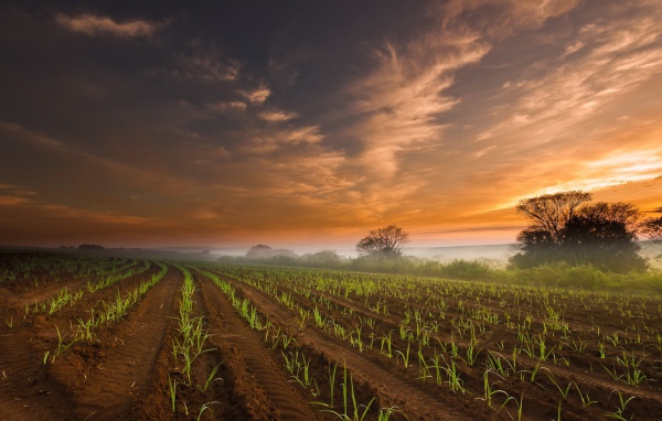 Ровные ряды молодых ростков кукурузы