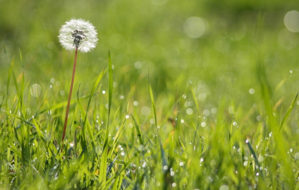 Созревший одуванчик среди зеленой травы