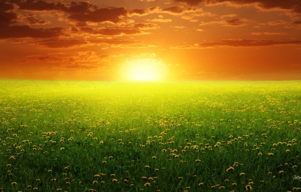 Восход солнца над полем одуванчиков