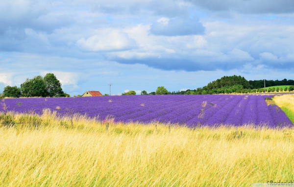 Желтое поле переходит в цветы лаванды