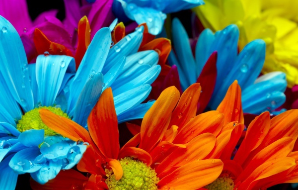 Голубые и оранжевые цветы в росе