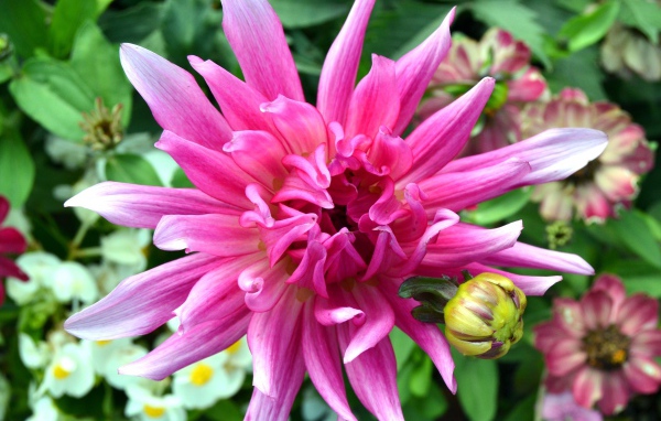 Яркий розовый экзотический цветок