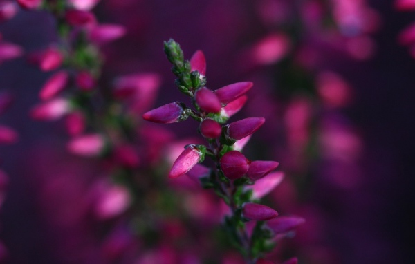 Кисточка розовых бутонов готова раскрыться