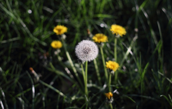 Одуванчики в поле