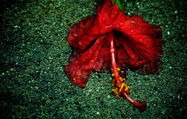 Увядающий цветок на асфальте