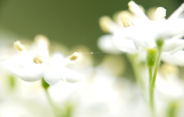 Паутинка на белых цветках