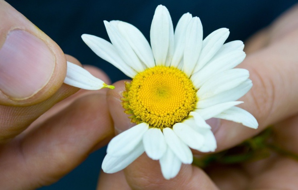 Гадание на цветке ромашки
