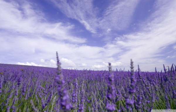 Цветы лаванды под облачным небом