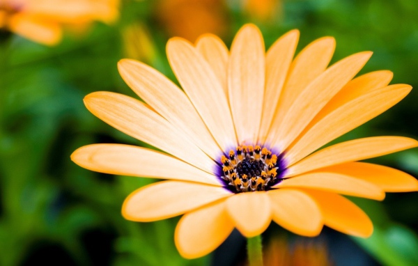 Оранжевый цветок распахнул бутон навстречу солнцу