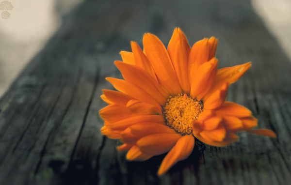 Оранжевый цветок на деревянной доске