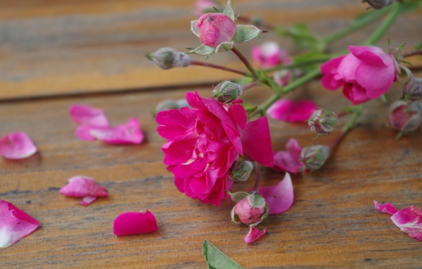 Розовый цветок среди лепестков на деревянной поверхности