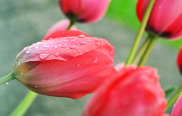 Розовый тюльпан после дождя