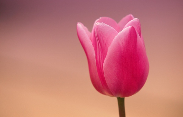 Розовый тюльпан на розовом фоне