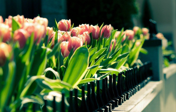 Pink tulips in a pot on the balcony