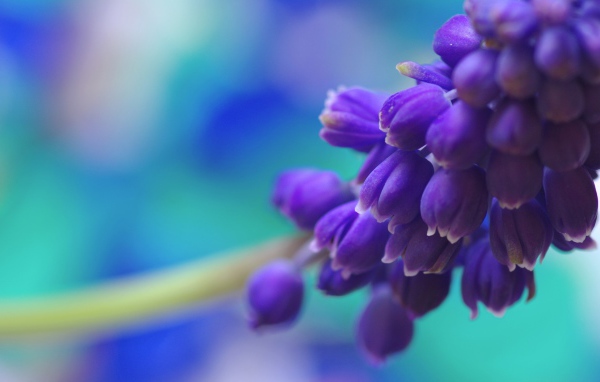 Фиолетовые цветы собраны в кисть