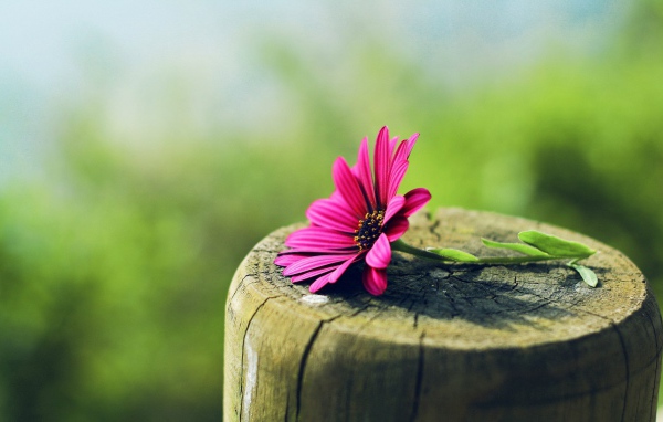 Красный цветок лежит на гладком пеньке