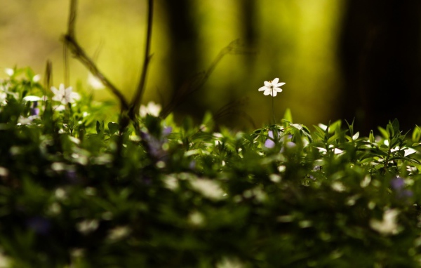 Маленькие белые цветы среди зелени в лесу