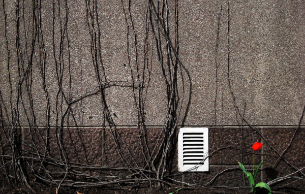 Весенний цветок тюльпан