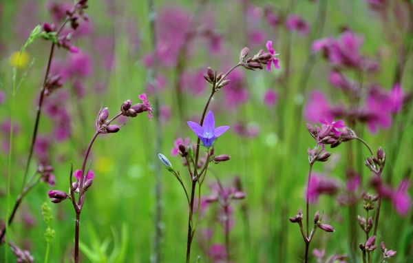 Весенние полевые цветы