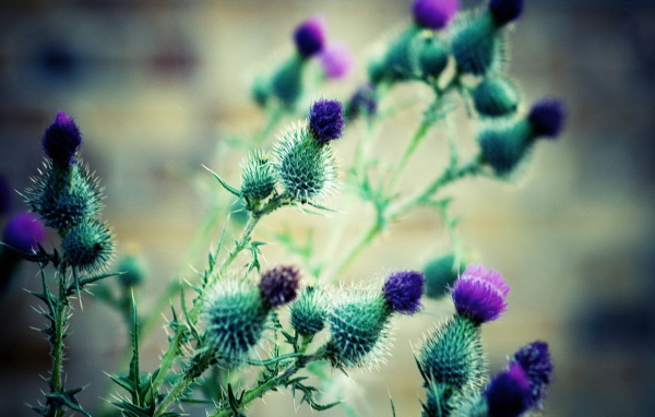 Цветки репейника