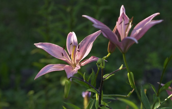 Две фиолетовых лилии под солнцем