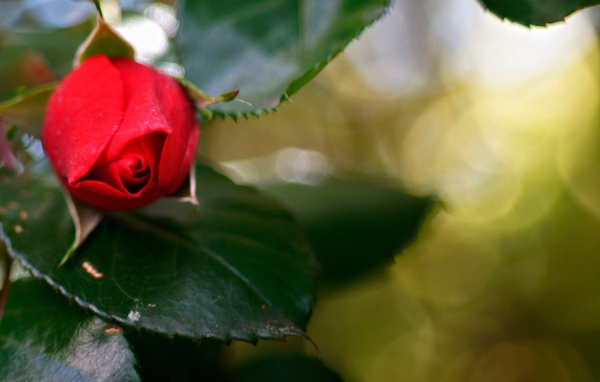 Нераскрывшийся бутон красной розы