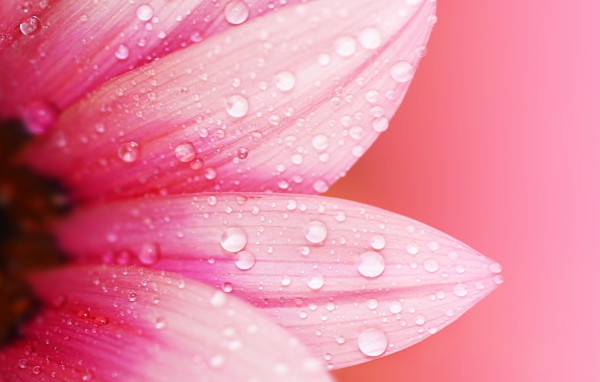 Влажные лепестки розового цветка