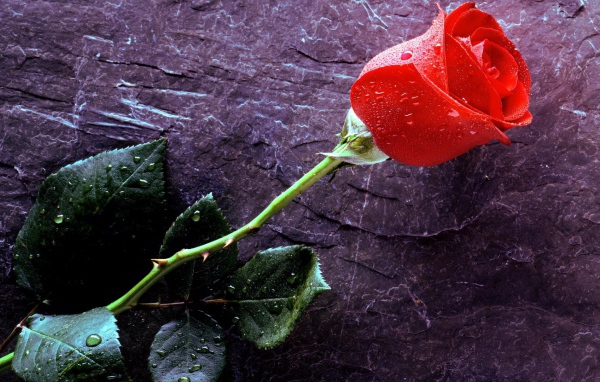 Мокрая роза на черном камне