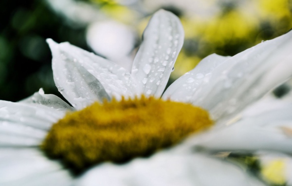 Белая ромашка после дождя