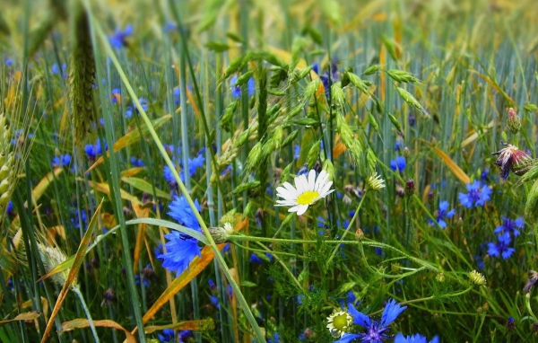 Белая ромашка среди васильков